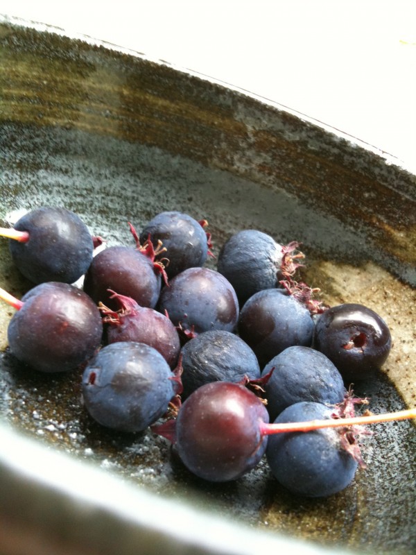 Juneberries