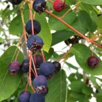 Juneberry Bush