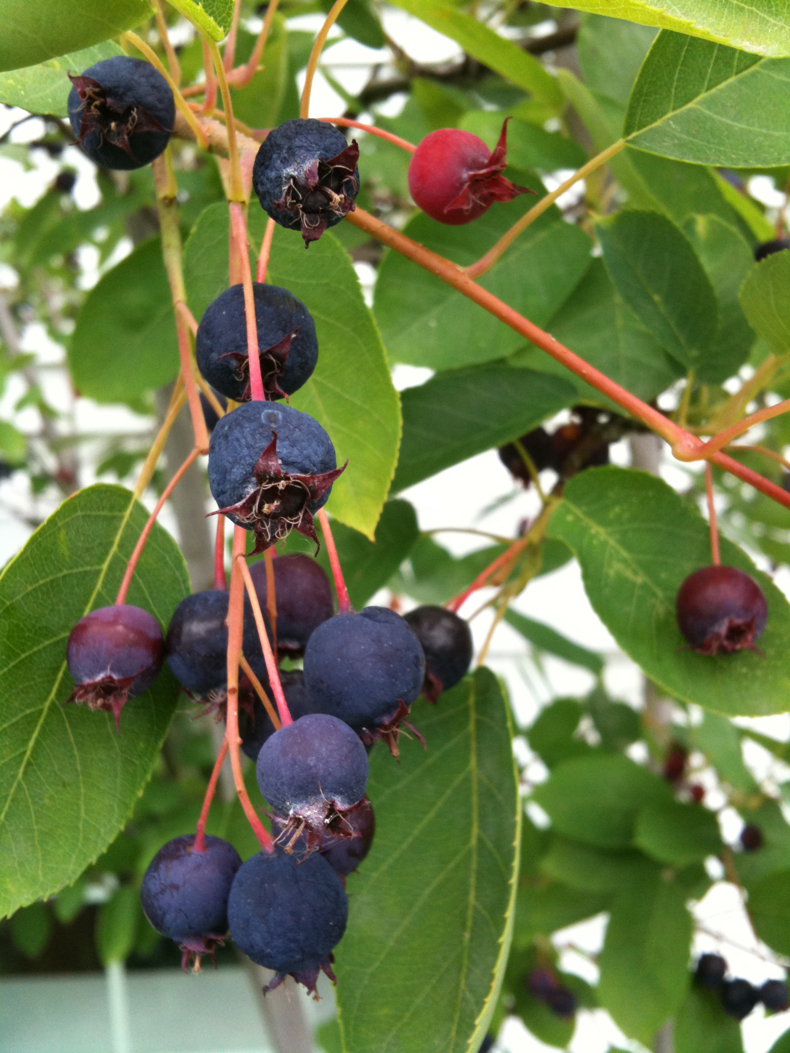 Juneberry Bush